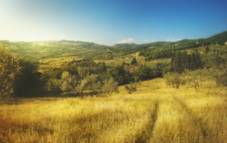 Nature rural landscape