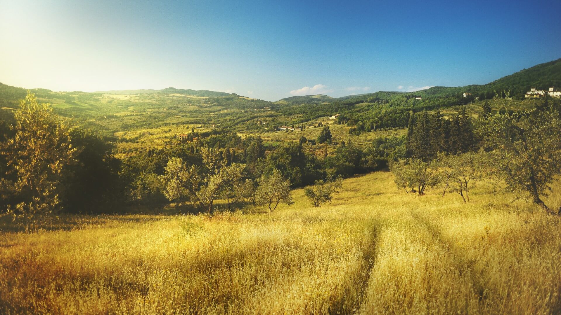 Nature rural landscape